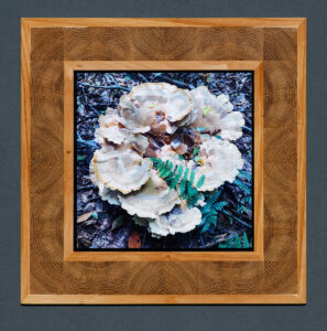 Map 6 - Berkeley's Polypore with Oak Inlays by Eva M. Capobianco