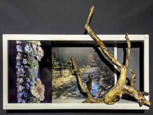Map 10 - Stream and Mushrooms by Eva M. Capobianco