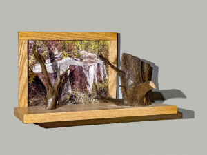 Map 14 - Tree Stumps by Eva M. Capobianco