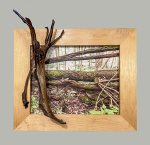 Map 24 - Stone Wall with Downed Trees by Eva M. Capobianco