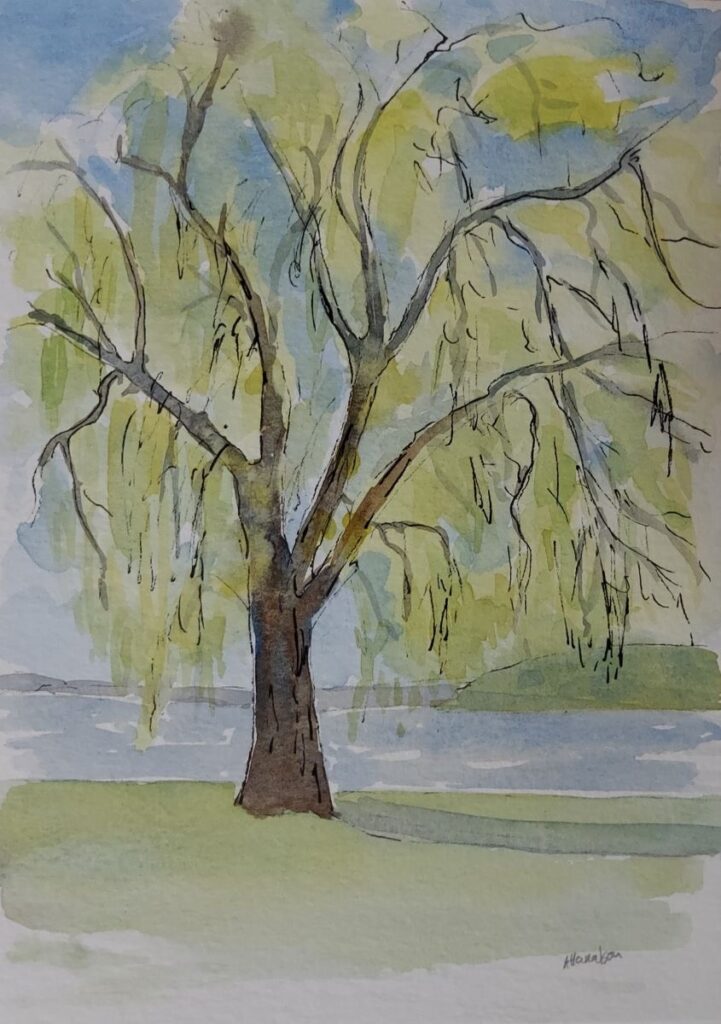 Willow by Annemiek Haralson
