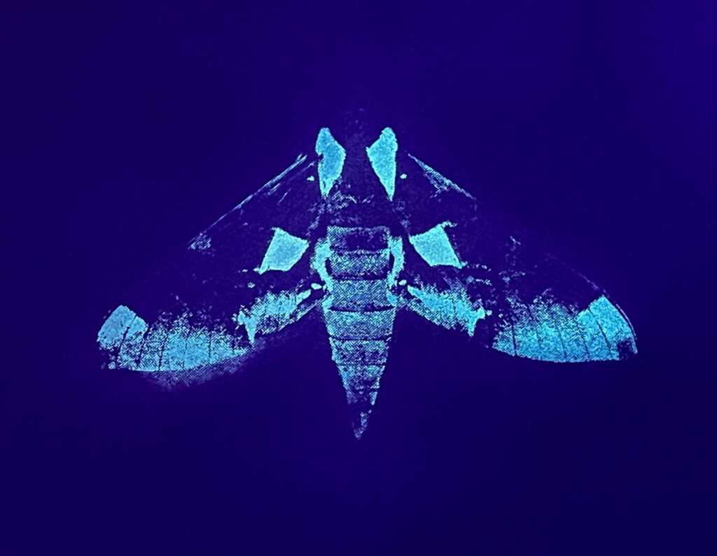 Glow Moth Eumorpha (Eumorpha achemon) by Christine Chin