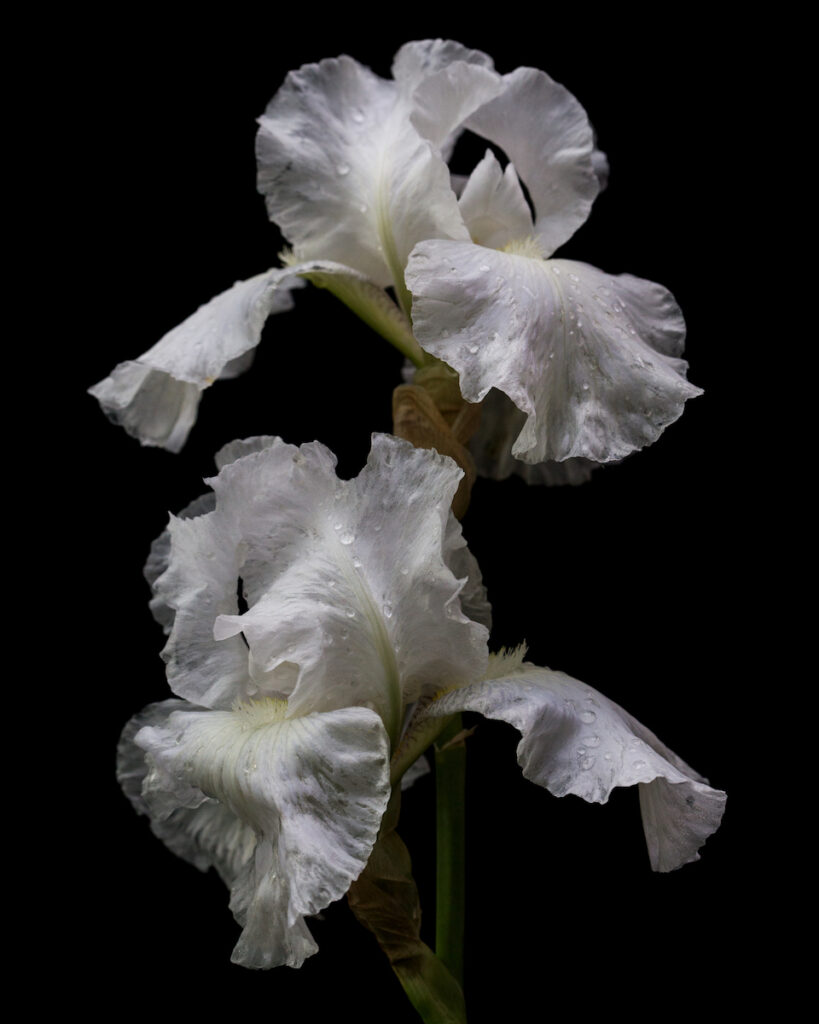 White Iris on Black by Nancy Ridenour
