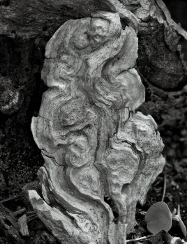 Susan C. Larkin•Log Fragment•Archival Digital Print•20"x24"•$300